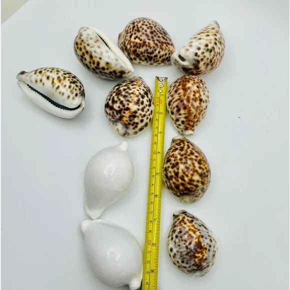 10 Cowrie Tiger & White Sea Shells approximately 2” to 3” or Turtle Shells - Picture 9 of 11